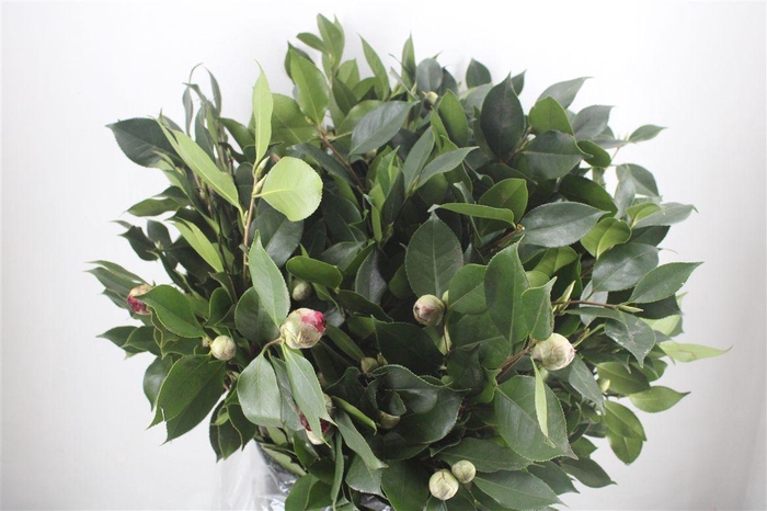 <h4>Camelia P Bunch</h4>