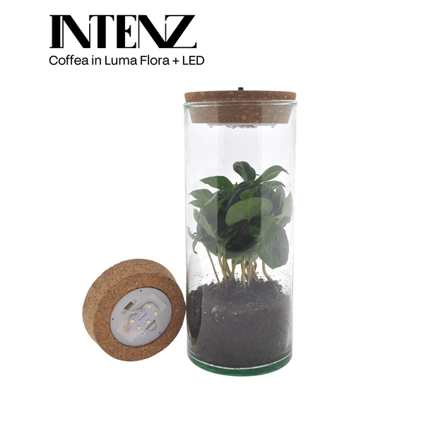 <h4>Coffea in Luma Flora met kurk LED -levertijd: 24 u</h4>