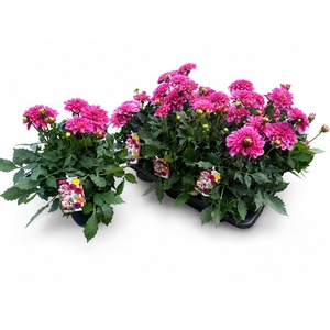 Dahlia Labella Grande Dark Pink