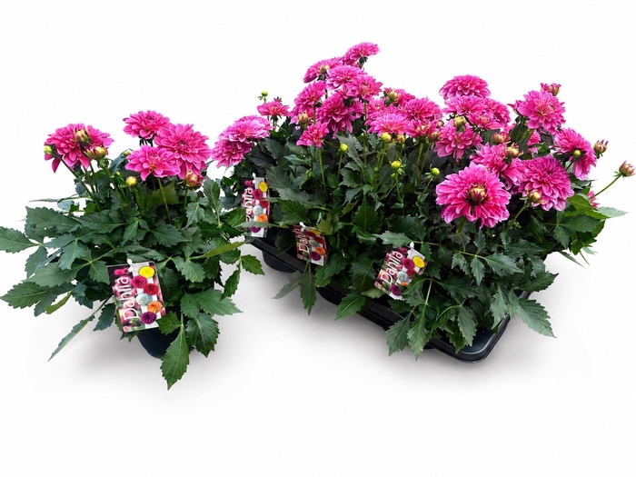 <h4>Dahlia Labella Grande Dark Pink</h4>