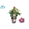 Helleborus