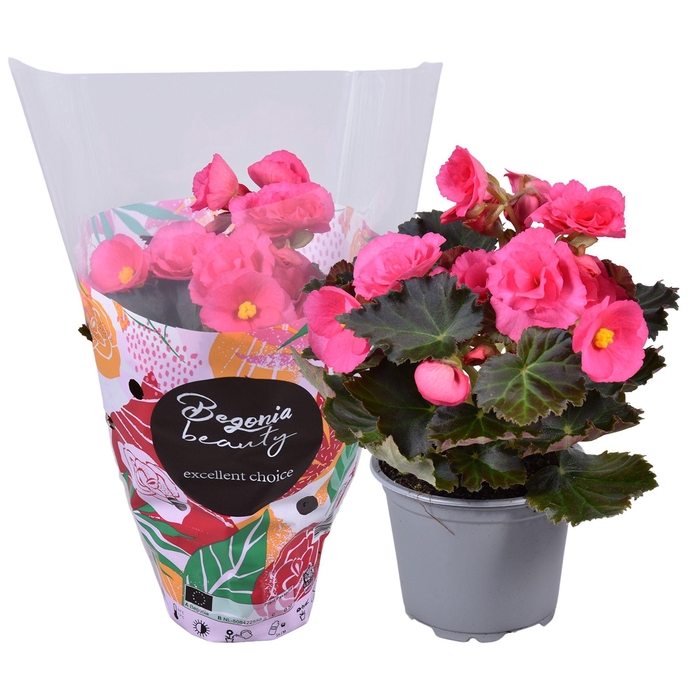 BEG HL ADONIA PINK