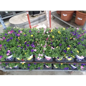 Calibrachoa  'Million Bells'   ...