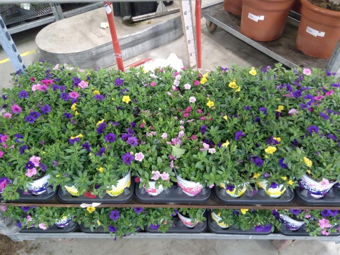 <h4>Calibrachoa  'Million Bells'   ...</h4>