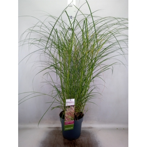 Miscanthus sin. 'Red Chief'