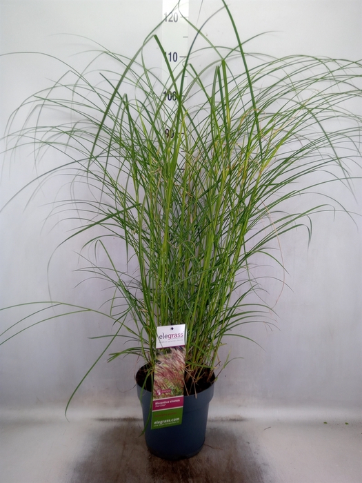 Miscanthus sin. 'Red Chief'