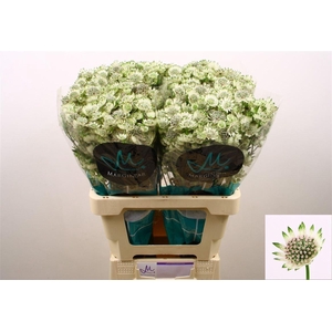 Astrantia Billion Stars