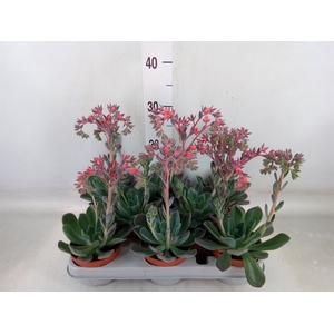 Echeveria  'Blue Prince'
