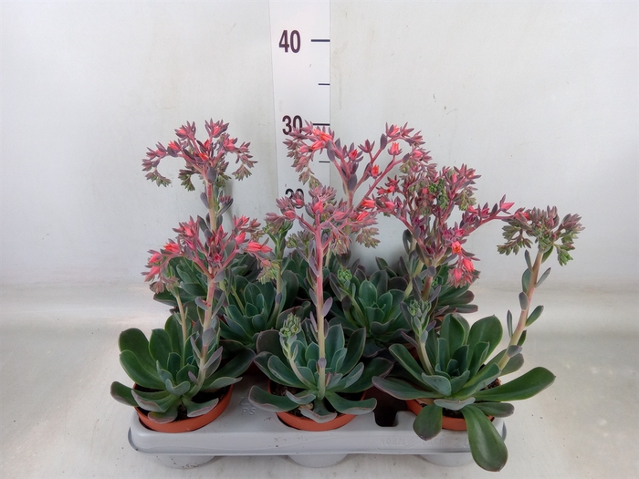 <h4>Echeveria  'Blue Prince'</h4>