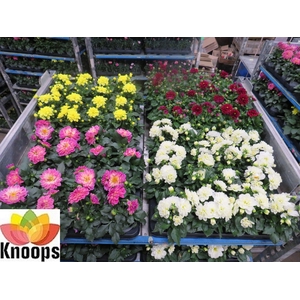 DAHLIA MIXK 4 KL
