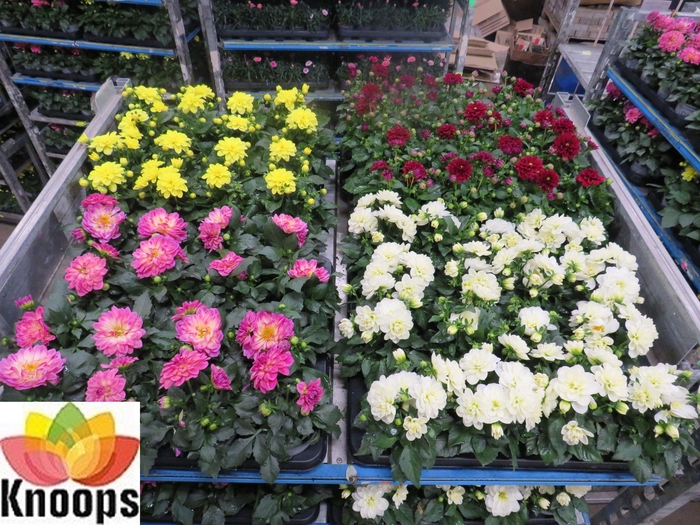 <h4>DAHLIA MIXK 4 KL</h4>