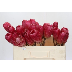 Protea Brenda NL