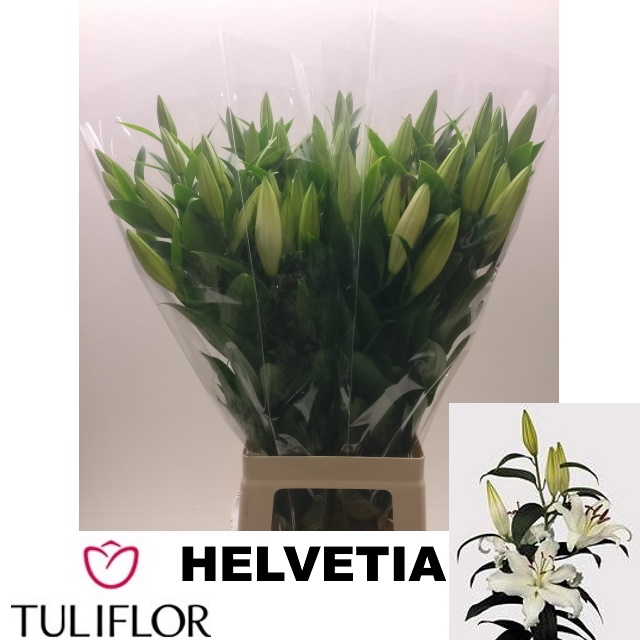 <h4>LI OR HELVETIA</h4>