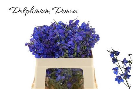 <h4>Delph En Donna</h4>