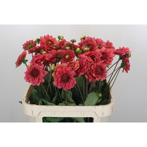 Dahlia Salmon Runner
