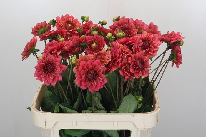 <h4>Dahlia Salmon Runner</h4>