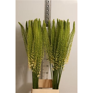 Eremurus White Be Fa