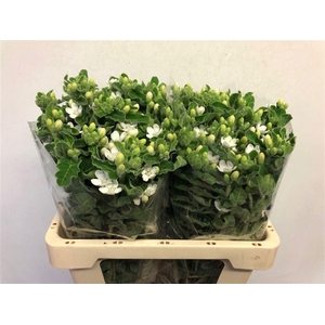 OXY CO PERF WHI HARM