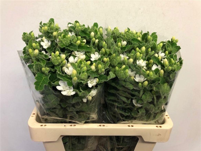 OXY CO PERF WHI HARM