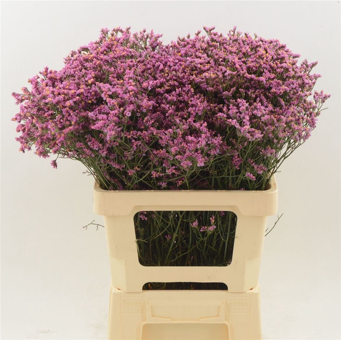 <h4>Limonium Sinense Tiffany Diamond</h4>