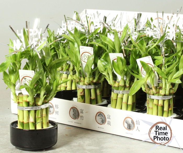 <h4>DRA LUCKY BAMBOO</h4>