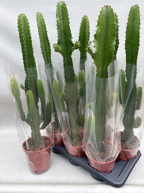 <h4>EUPHOR ACRURENSIS</h4>