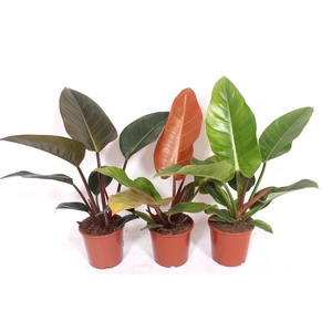 Philodendron mix