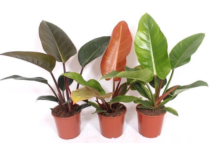 <h4>Philodendron mix</h4>