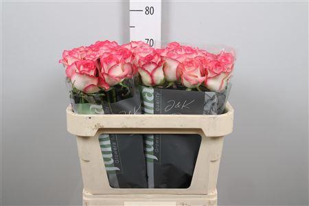 <h4>R Gr Jumilia</h4>