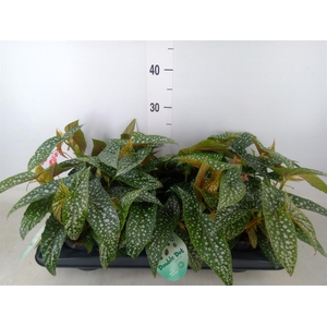 Begonia BD 'Double Dot'