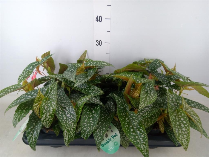 <h4>Begonia BD 'Double Dot'</h4>