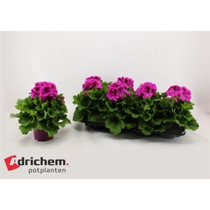 Pelargonium Gr Nicolette