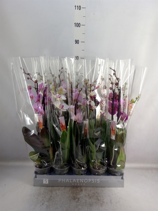 <h4>Phalaenopsis   ...mix  7</h4>