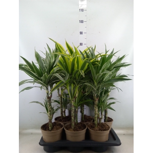Dracaena fr de   ...mix