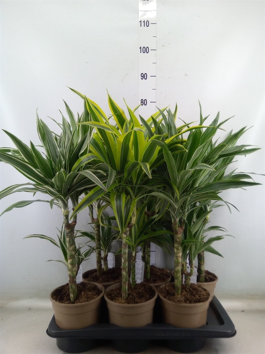 <h4>Dracaena fr de   ...mix</h4>