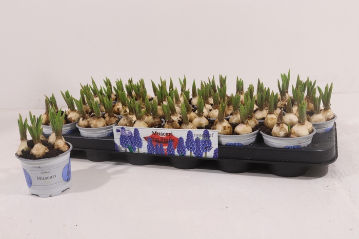 <h4>MUSCAR BIG SMILE</h4>