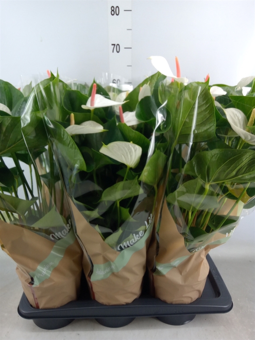 <h4>Anthurium andr. 'Success White'</h4>