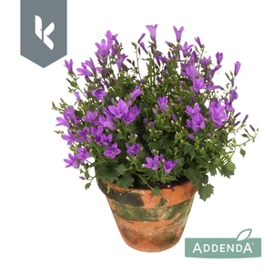 Campanula Ambella Intens Purple in terracotta