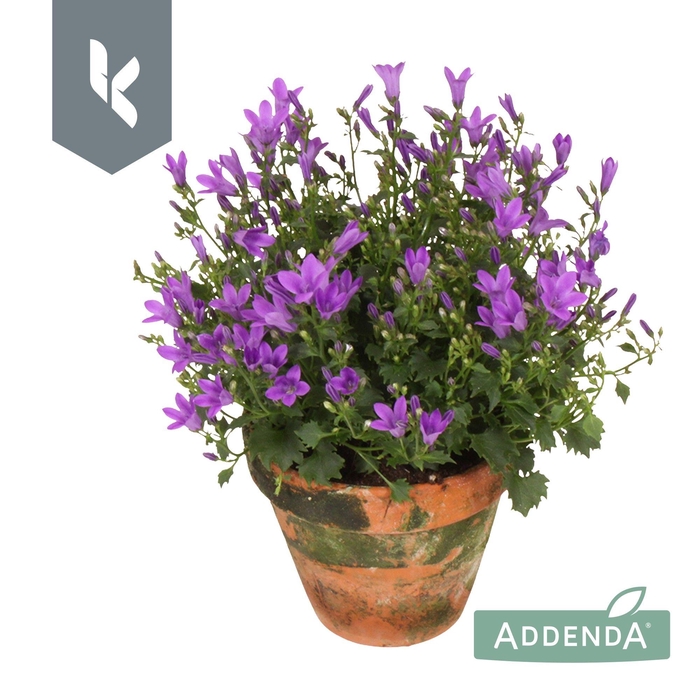 <h4>Campanula Ambella Intens Purple in terracotta</h4>