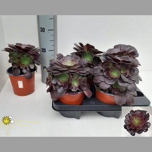 AEONIUM AB VELOURS
