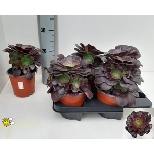 AEONIUM AB VELOURS