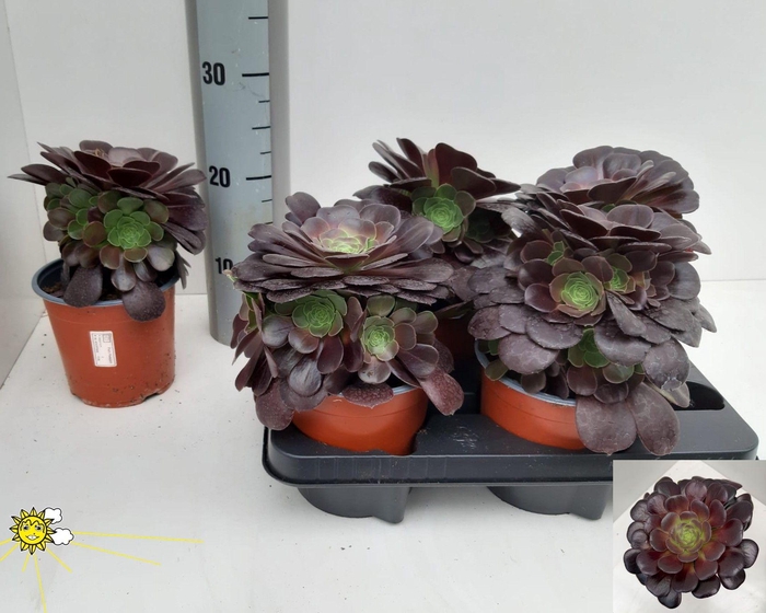 <h4>AEONIUM AB VELOURS</h4>
