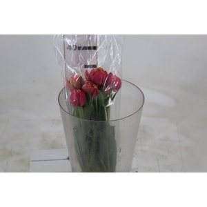 TULIPA BICOLOR