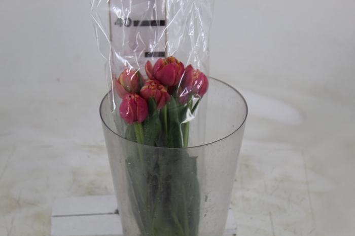 <h4>TULIPA BICOLOR</h4>