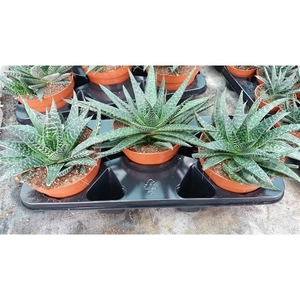 Gasteria Verrucosa