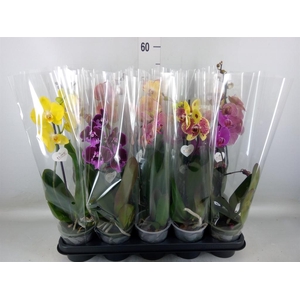 Phalaenopsis   ...mix