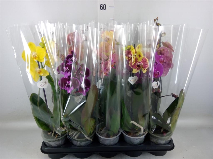 <h4>Phalaenopsis ...mix</h4>