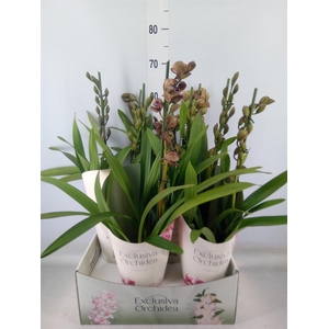 Cymbidium  'Magic Vogel'