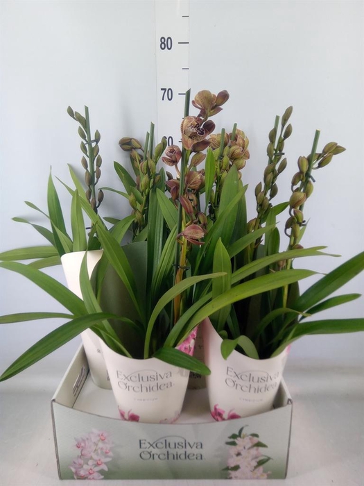 <h4>Cymbidium  'Magic Vogel'</h4>
