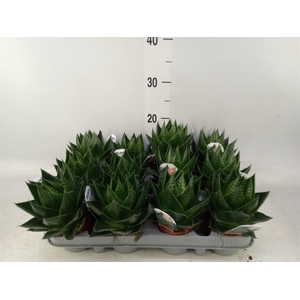 Aloe aristata 'Cosmo'